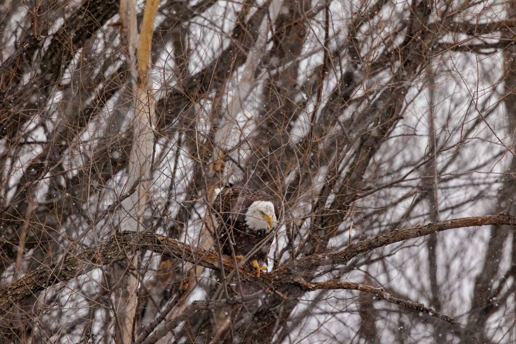 Eagle eyeing